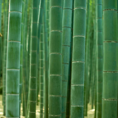 Premium Bamboo Poles