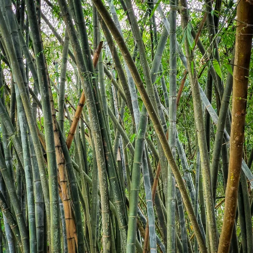 Non-Treated Bamboo Poles